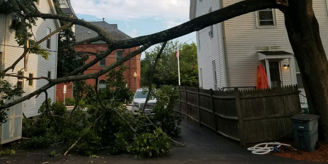 Emergency Tree Removal job in Reading, MA