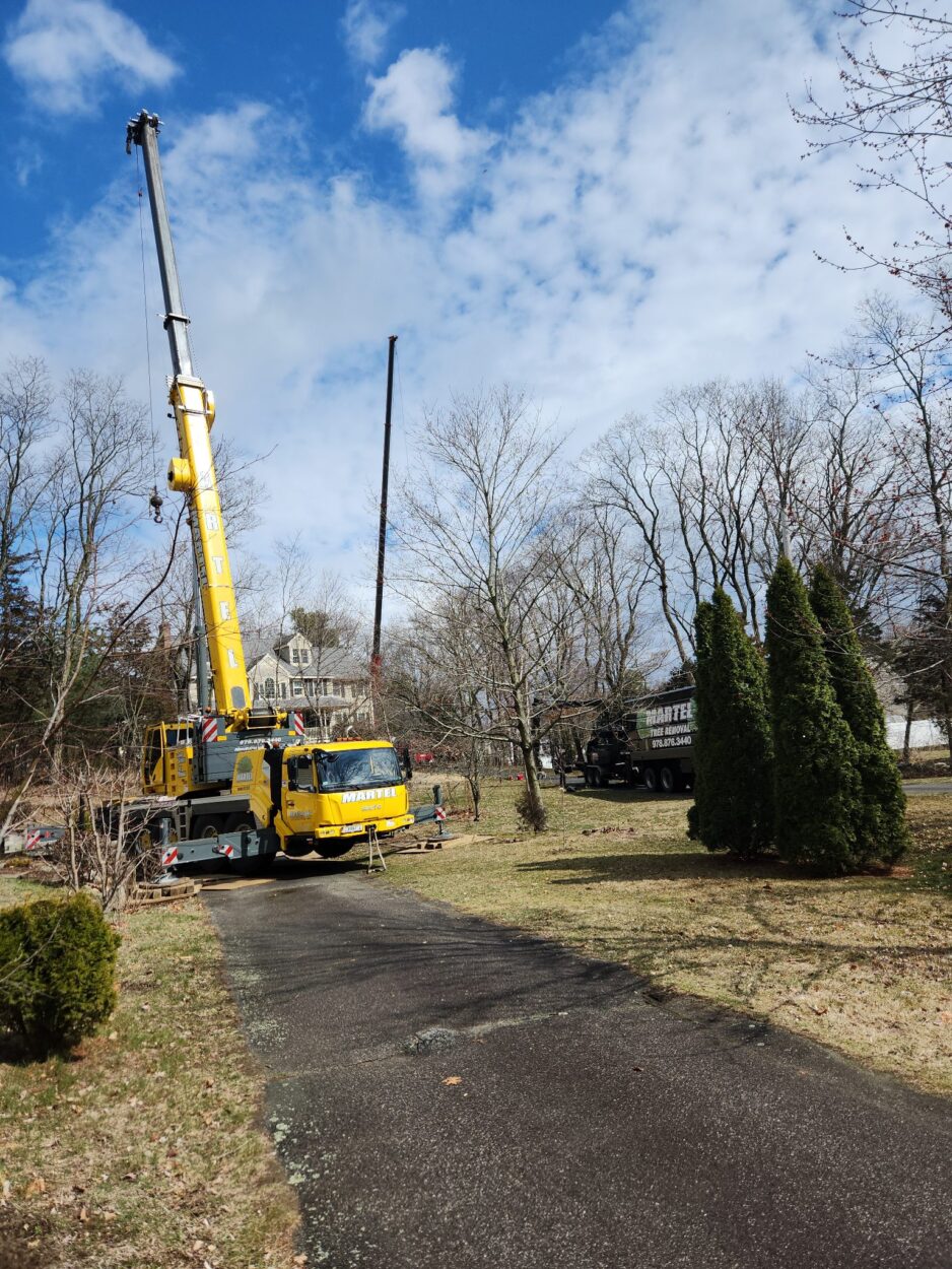 Tree Removal Service in Wilmington, MA.
