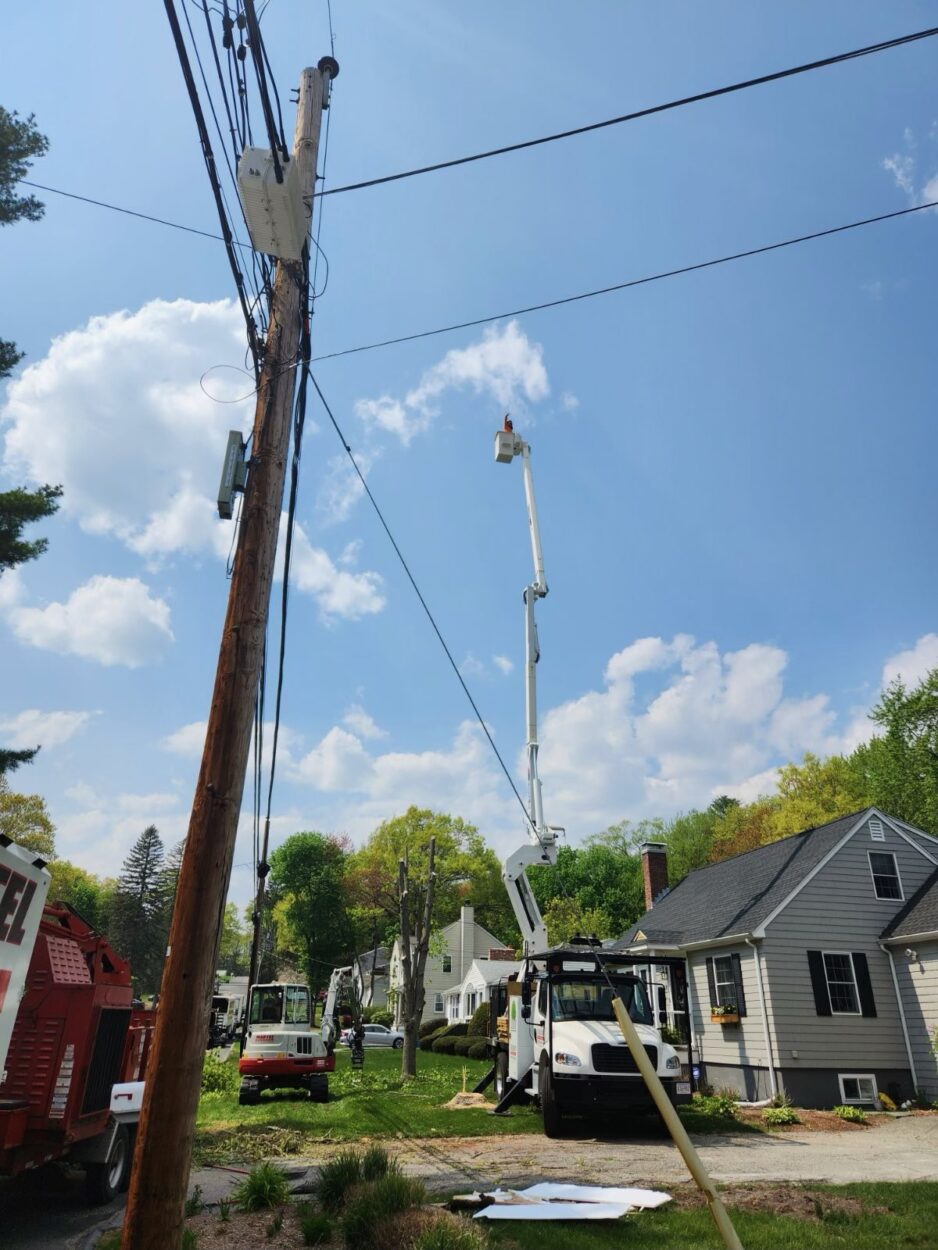 Tree Removal Service in Burlington, MA.
