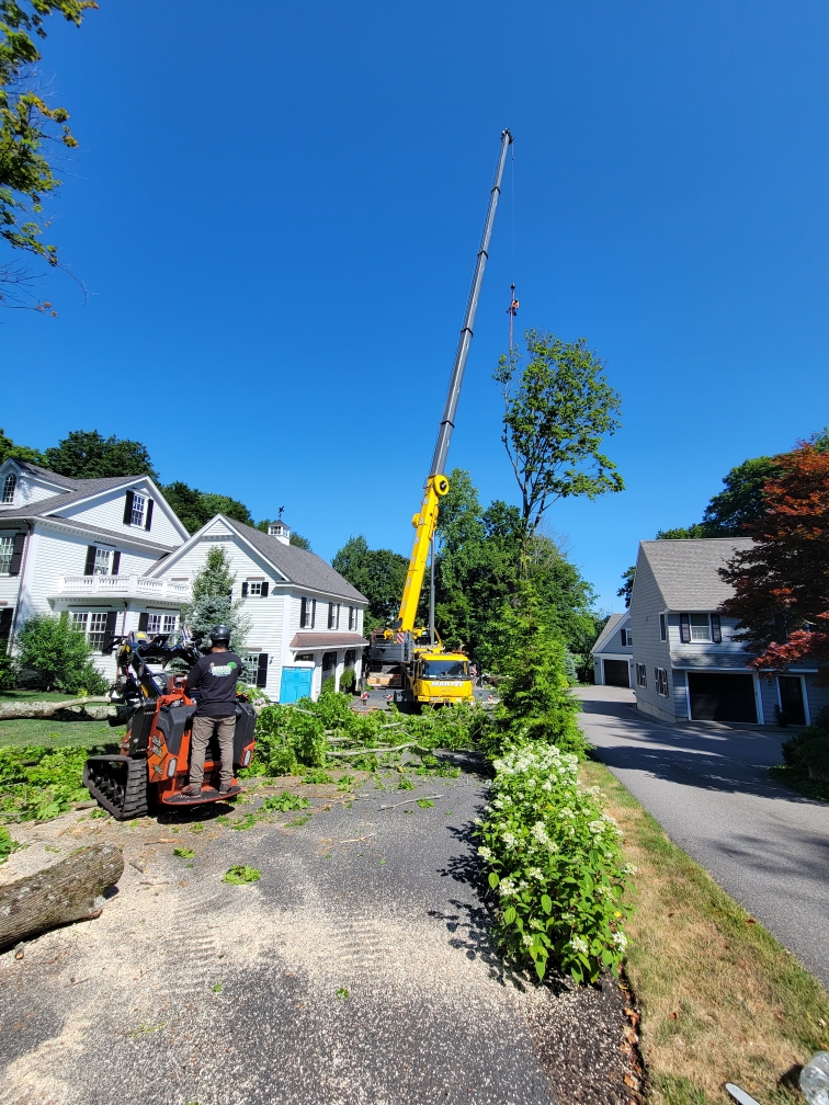 Tree Removal Service in Andover, MA