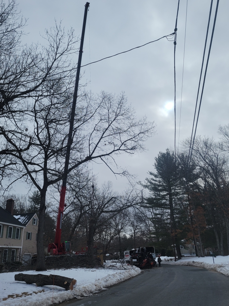 Martel Crane and Tree Service removed large hardwoods from this residential property in Westford, MA.

