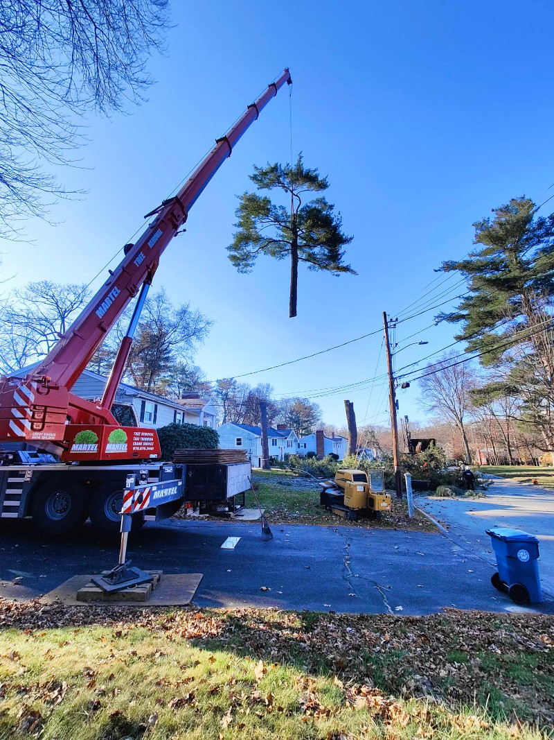 Tree Service and Removal in Burlington, MA.
