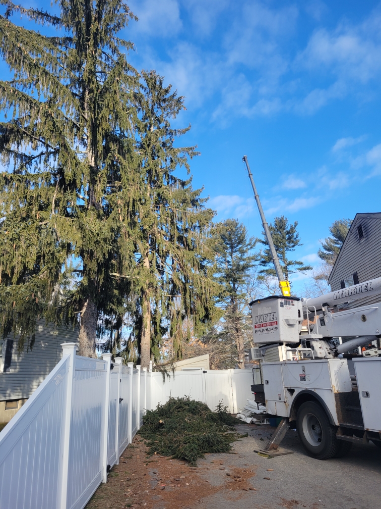 Tree Removal and Service in Billerica, MA.
