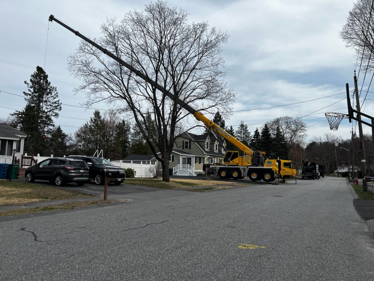 The long reach of the crane was put to use by Martel Crane & Tree to remove large pines from the backyard of this property in Billerica, MA. 