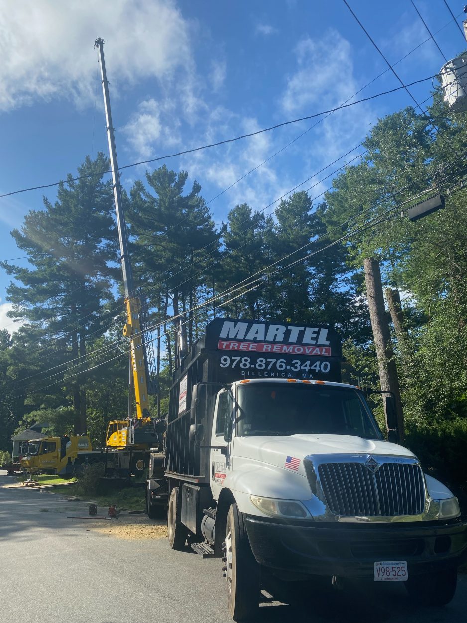 Tree Service and Removal in Burlington, MA.