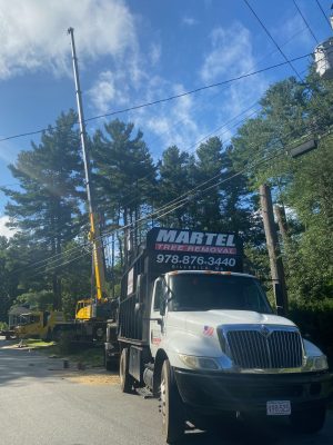 Tree Service and Removal in Burlington, MA