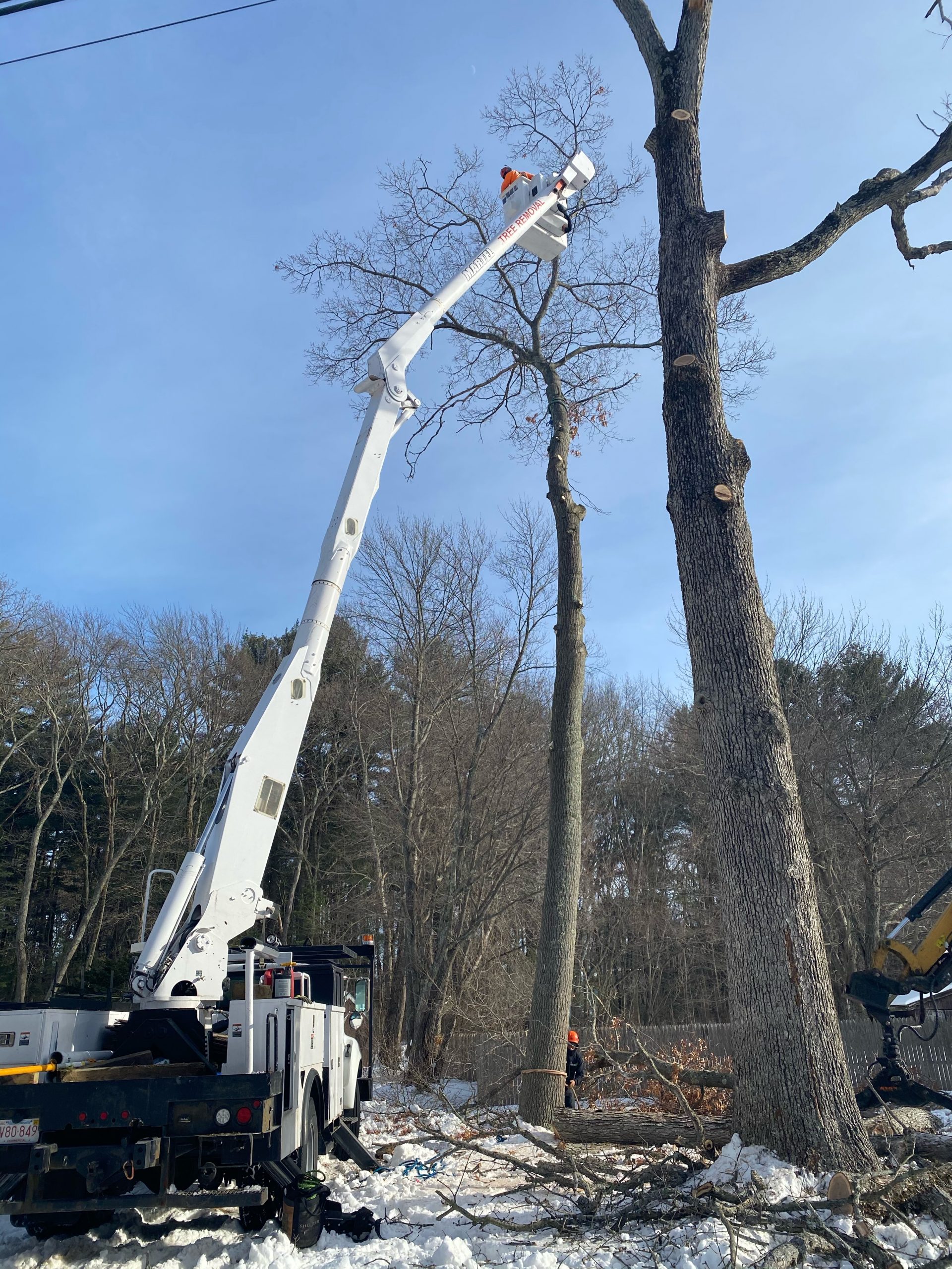 Tree Service and Removal using the Bucket Truck in Billerica, MA.