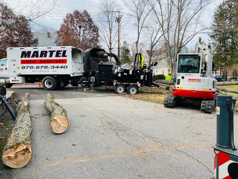 The new red crane and crew removed multiple trees at this location in Bedford, MA.