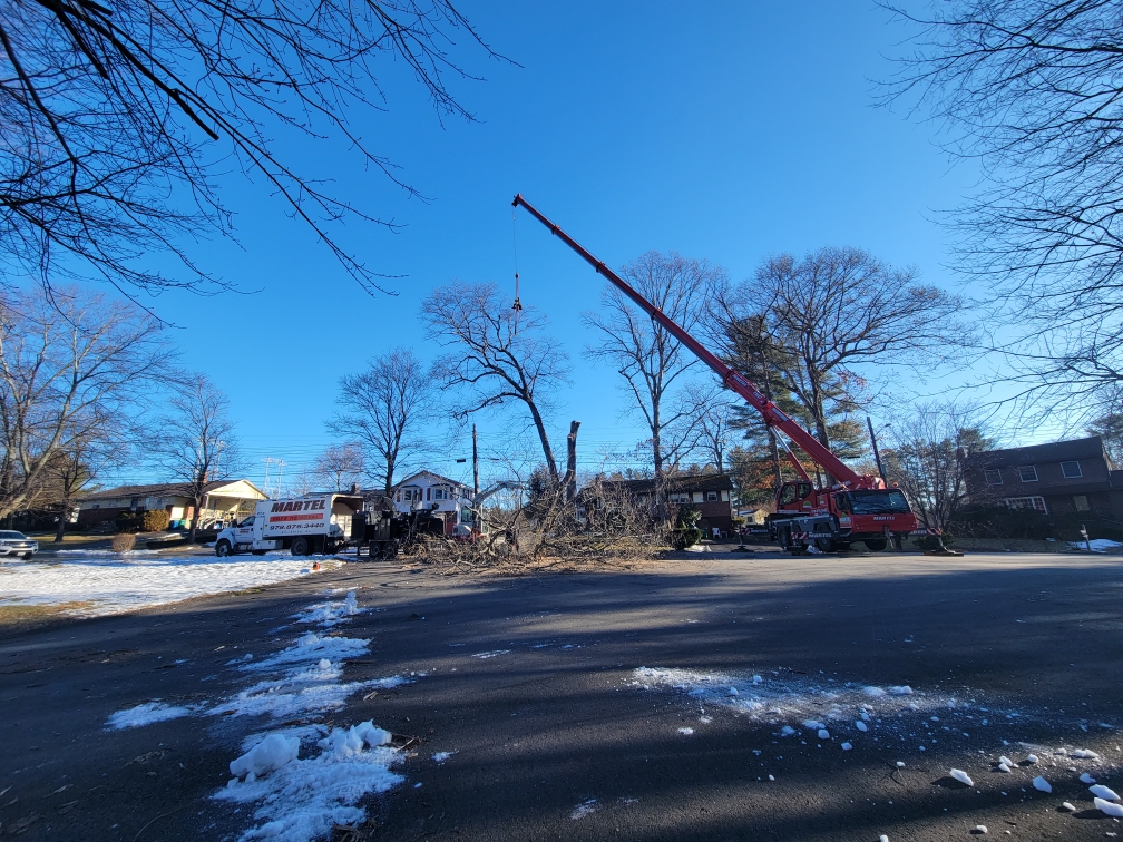 Martel Crane & Tree Service removed large trees from this neighborhood in Burlington, MA.

