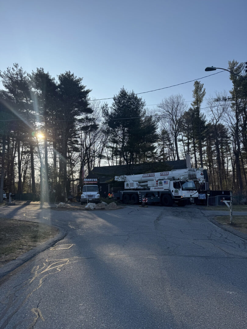 Tree Removal & Crane Service in Burlington, MA