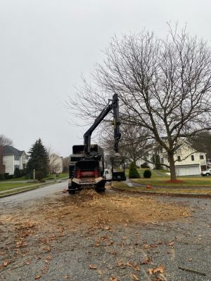 Tree Service and Removal in Billerica, MA.