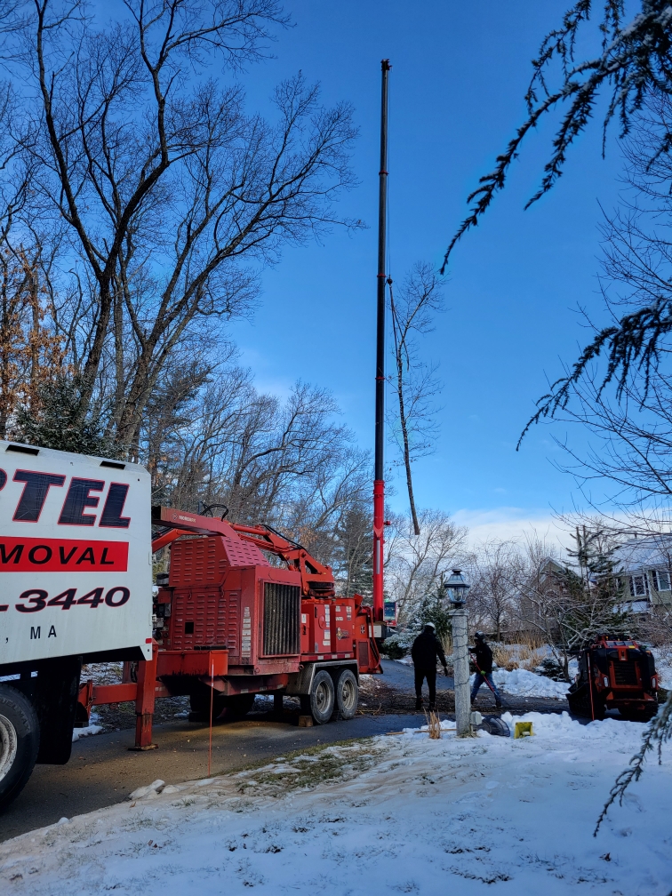 The crew from Martel Crane & Tree removed large hardwoods from this neighborhood in Westford, MA.

