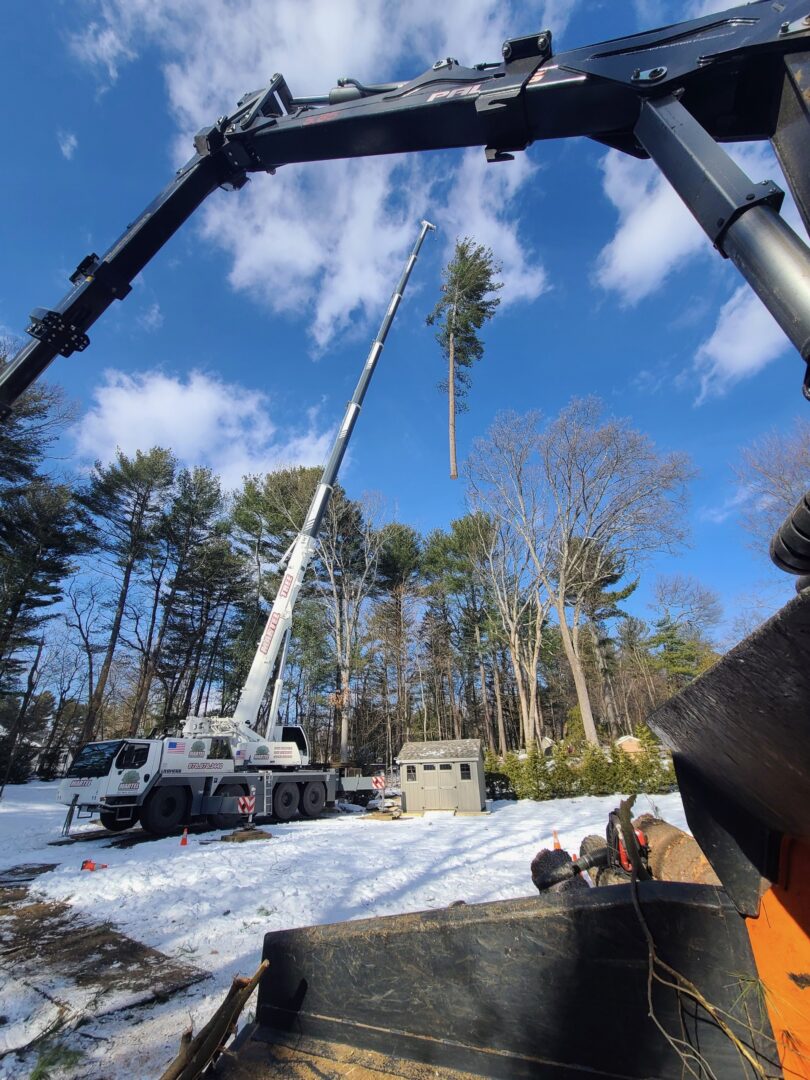 Tree Service and Removal in Burlington, MA