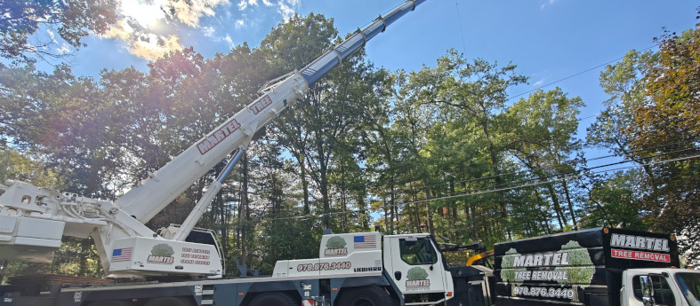Tree Removal in Chelmsford, MA.