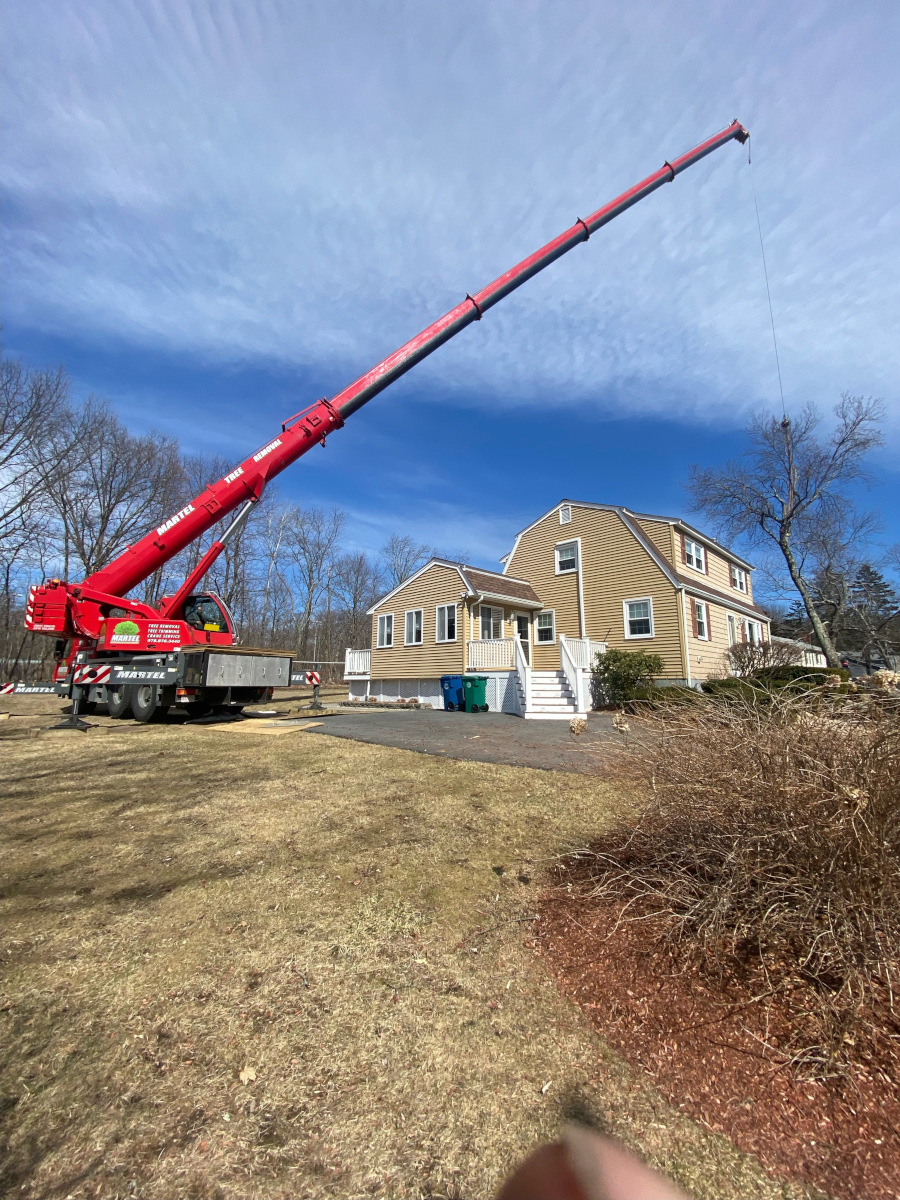  Tree Removal Service in Billerica, MA