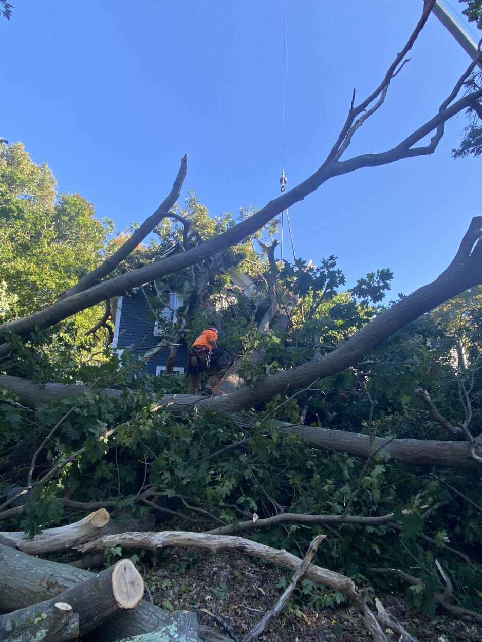 We were called to this residence in Wayland, MA to remove the fallen and damaged trees after the recent high winds.