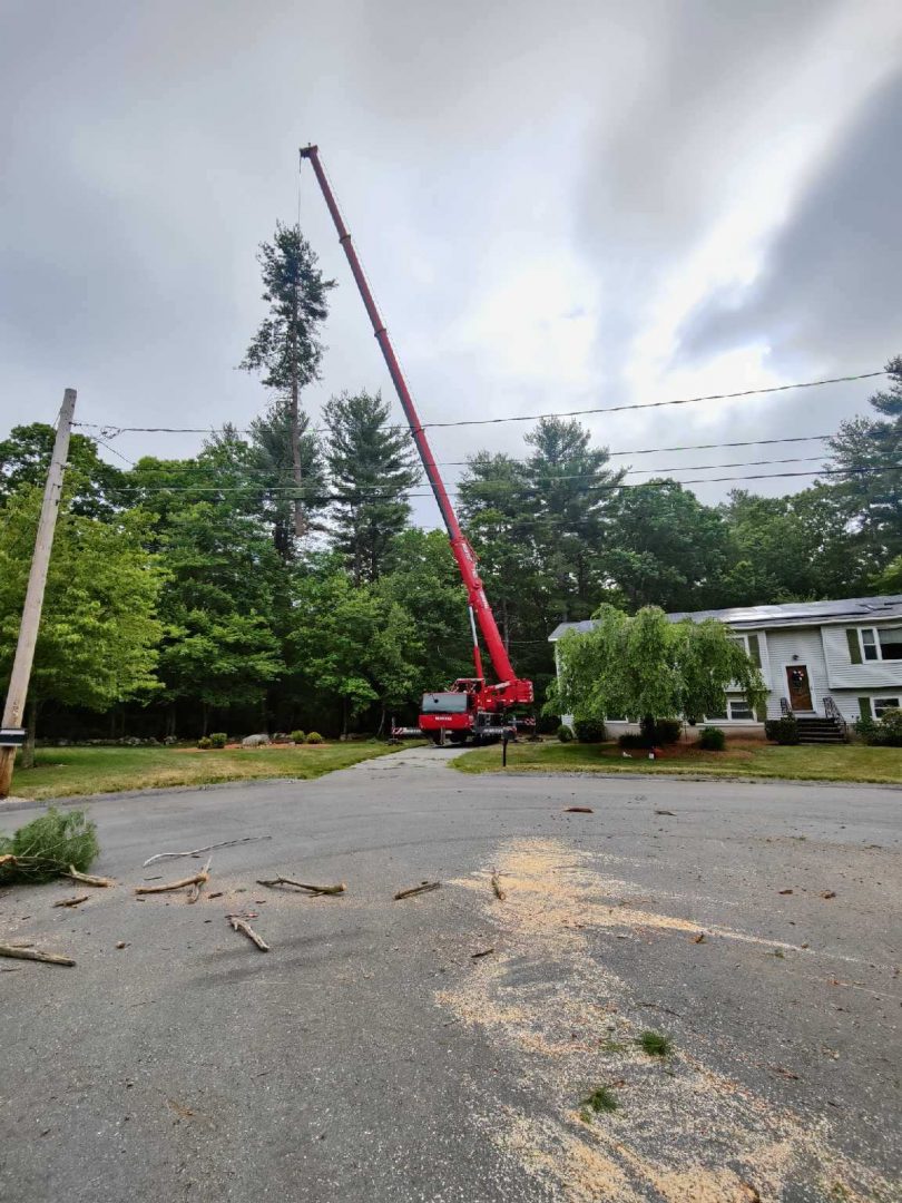 Tree Removal in Burlington, MA.
