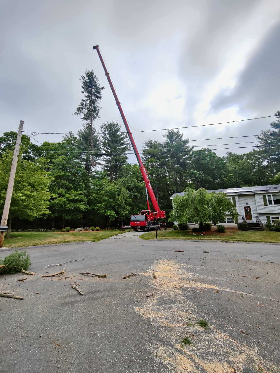 On a late spring day, we removed large pines from this property in Burlington, MA.