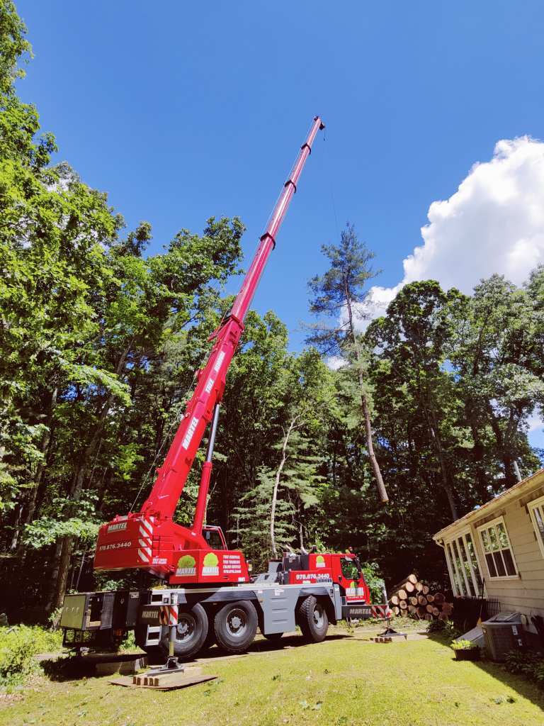 Tree Removal Service in Chelmsford, MA