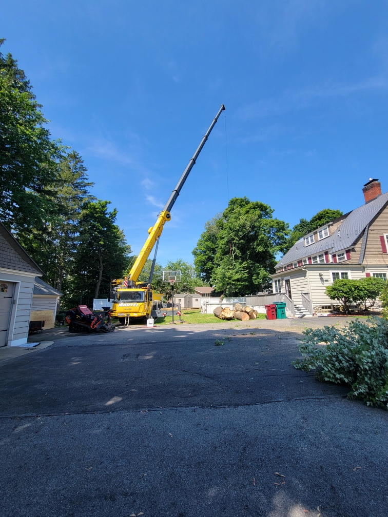 Martel Crane and Tree used the 100-ton crane to safely remove trees from this home in Lowell, MA.