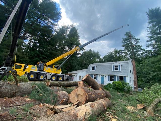 Tree Service and Removal in Billerica, MA