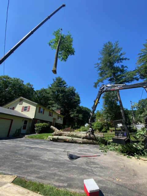 Martel Crane and Tree safely removed multiple trees in Chelmsford, MA.