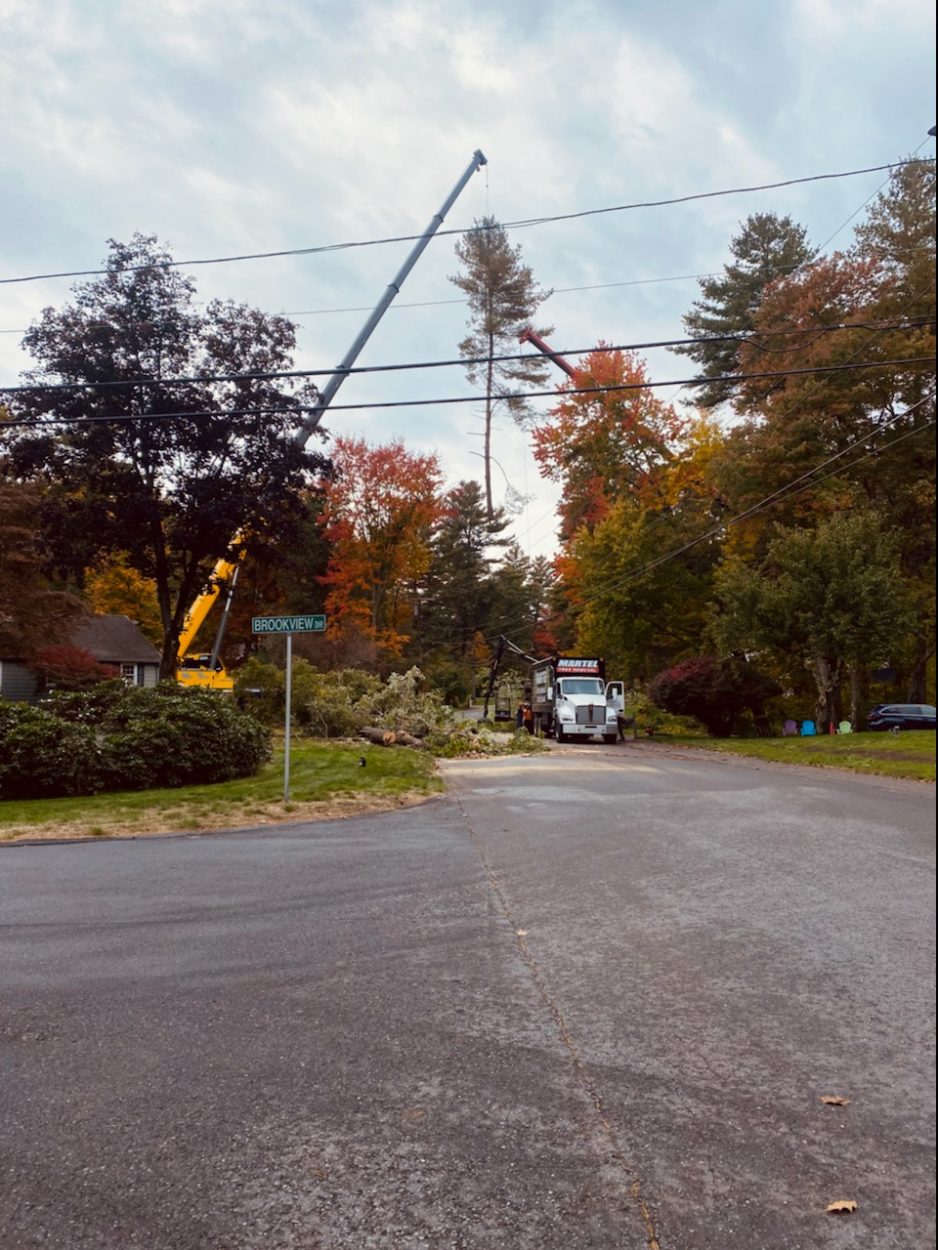 Tree Service and Removal in Westford, MA