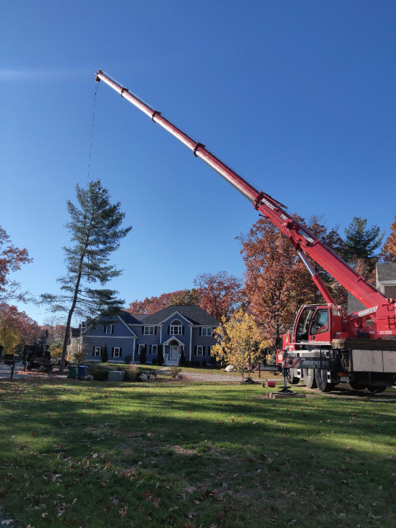 Martel Crane and Tree removed this large pine from a residence in Burlington, MA.

