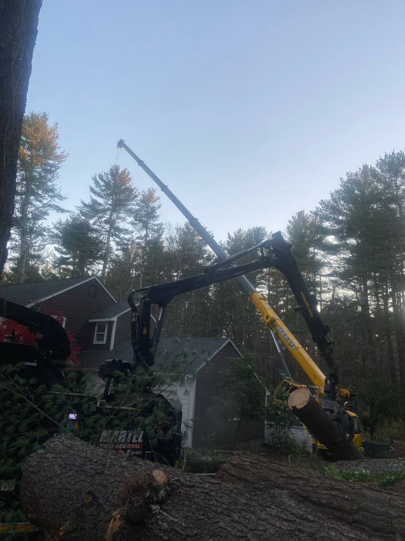 Tree Removal Service in Carlisle, MA. 