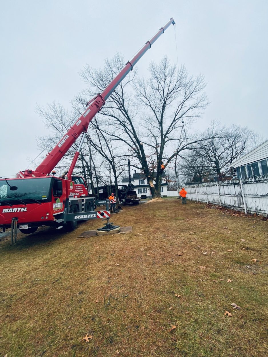 The crew and red crane removed this giant oak from the backyard of this property in Chelmsford, MA. 