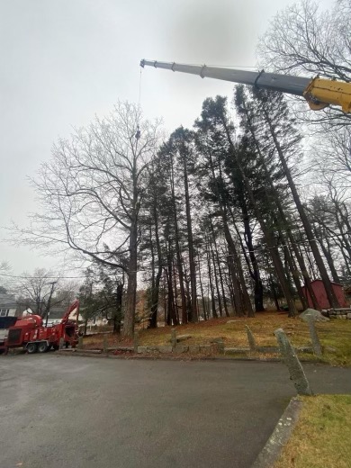 Martel Crane & Tree removed trees from the yard of this residence in Chelmsford, MA.
