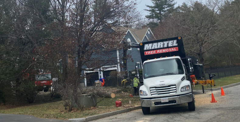 Tree Removal in Bedford, MA
