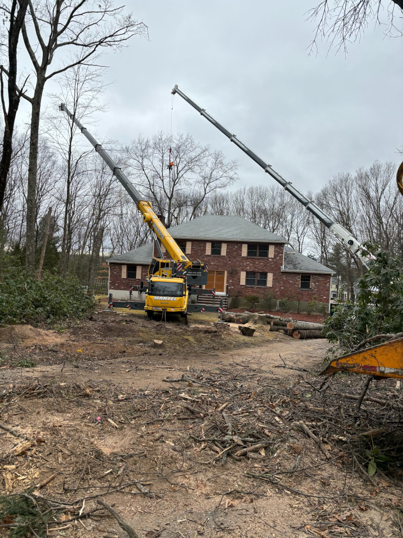 Tree Removal and Lot Clearing in Lincoln, MA. 