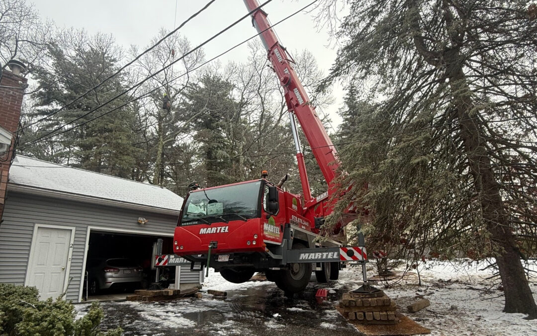 Tree Removal & Crane Service in Burlington, MA