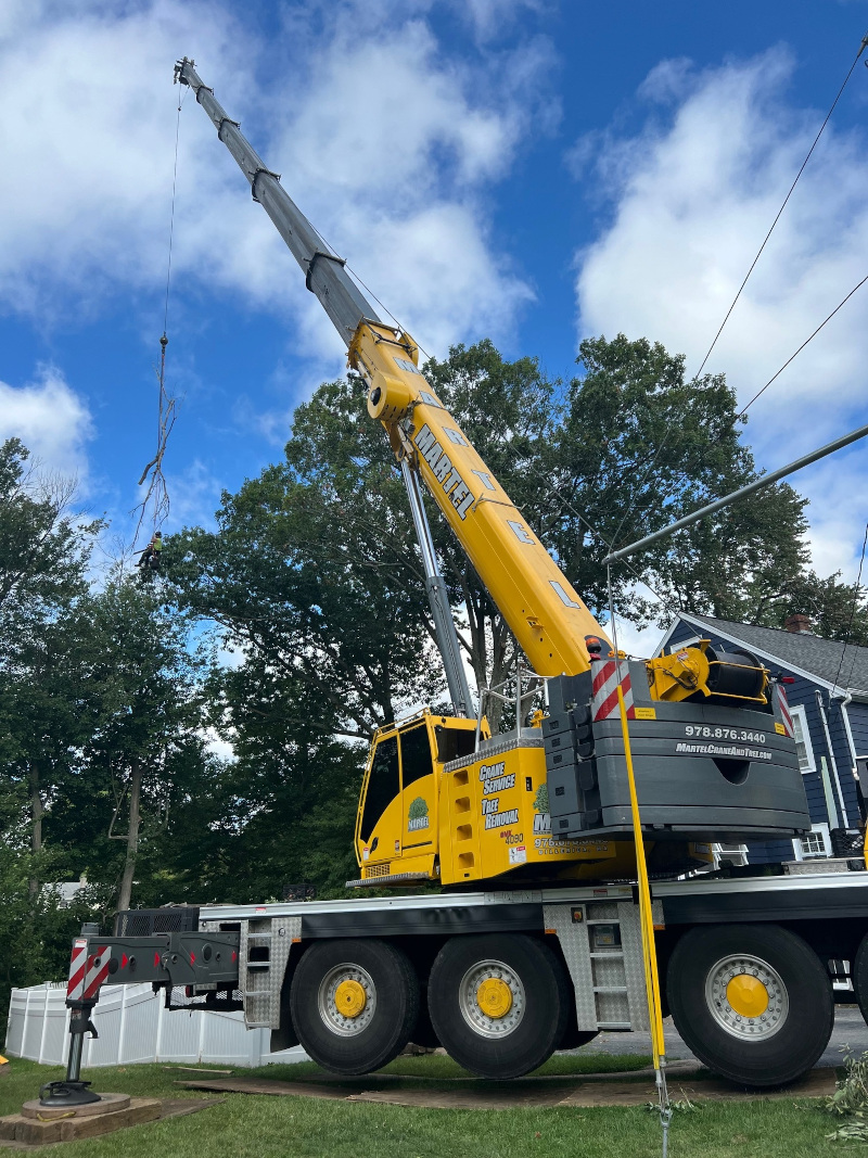 Tree Removal Service and Pruning in Reading, MA. 