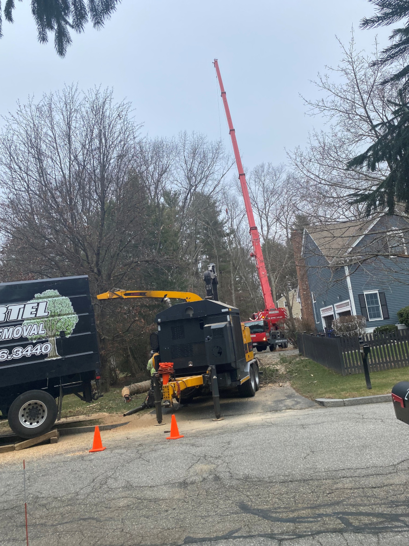 Martel Crane Service & Tree Removal tackling a precise tree removal in Bedford today! Our crane provides the reach and control needed for safe, efficient work around homes and tight spaces—lifting sections cleanly while the crew handles chipping and cleanup on-site. No damage, no mess left behind. Fully insured and ready for your project! Need trees removed, storm cleanup, or crane service? Call us 24/7 at (978) 876-3440 for a free estimate. #TreeRemoval #CraneService #BedfordMA #MartelCraneAndTree #ProfessionalTreeCare