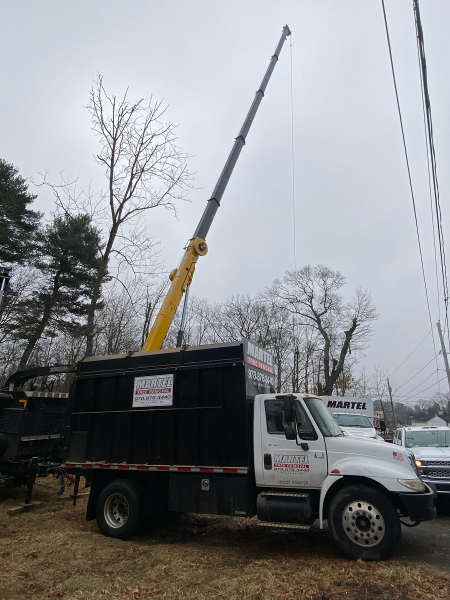 Here is the crew in action removing multiple trees from this property in Billerica, Ma.