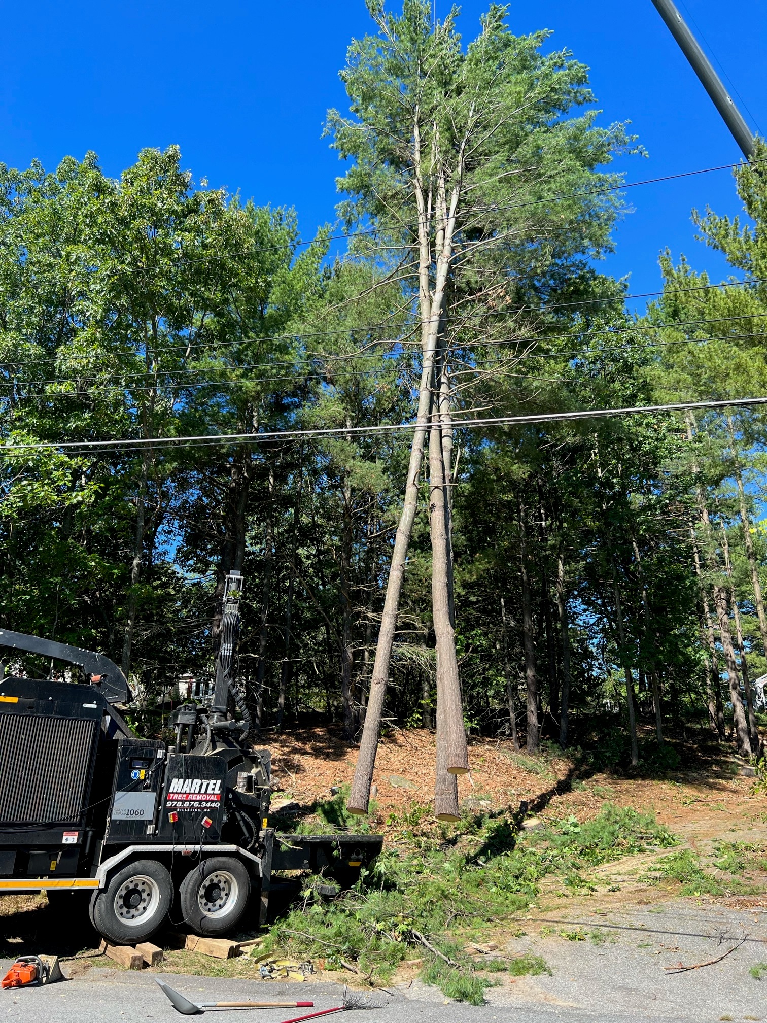 Tree Service and Removal in Billerica, MA.