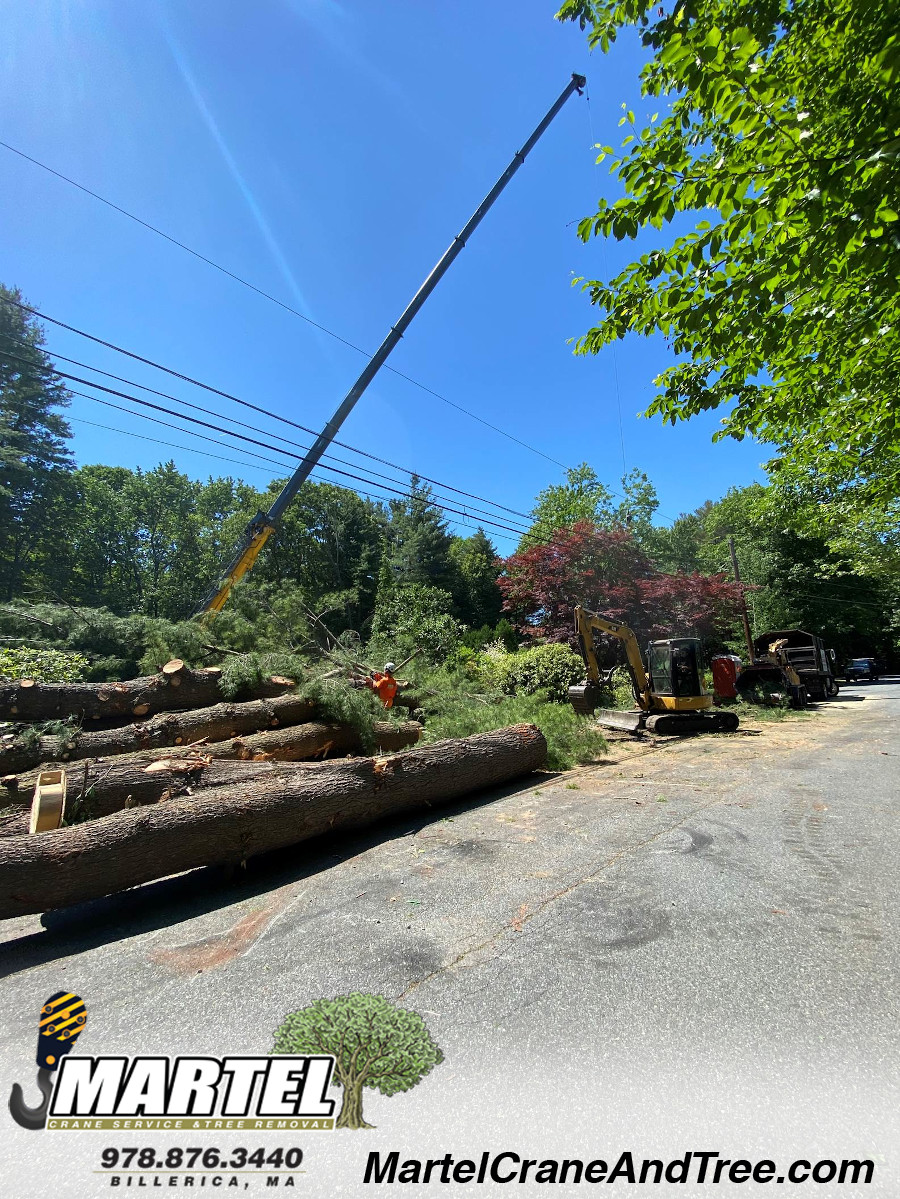 Tree Service and Removal in Wakefield, MA.