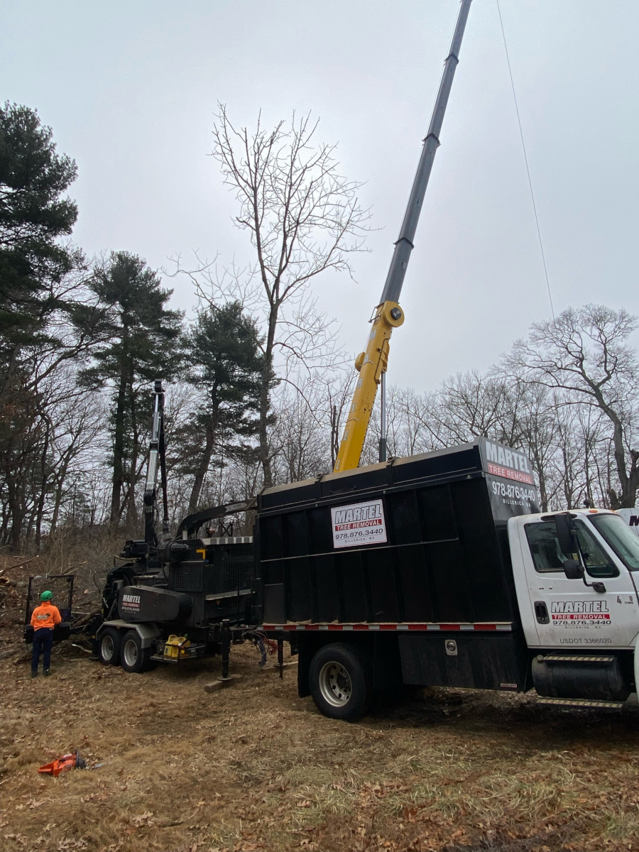 Here is the crew in action removing multiple trees from this property in Billerica, Ma.