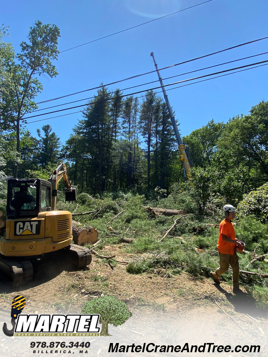 Tree Service and Removal in Wakefield, MA.