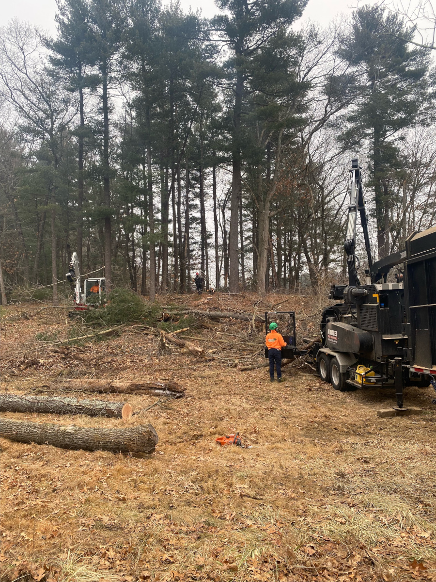 Here is the crew in action removing multiple trees from this property in Billerica, Ma.