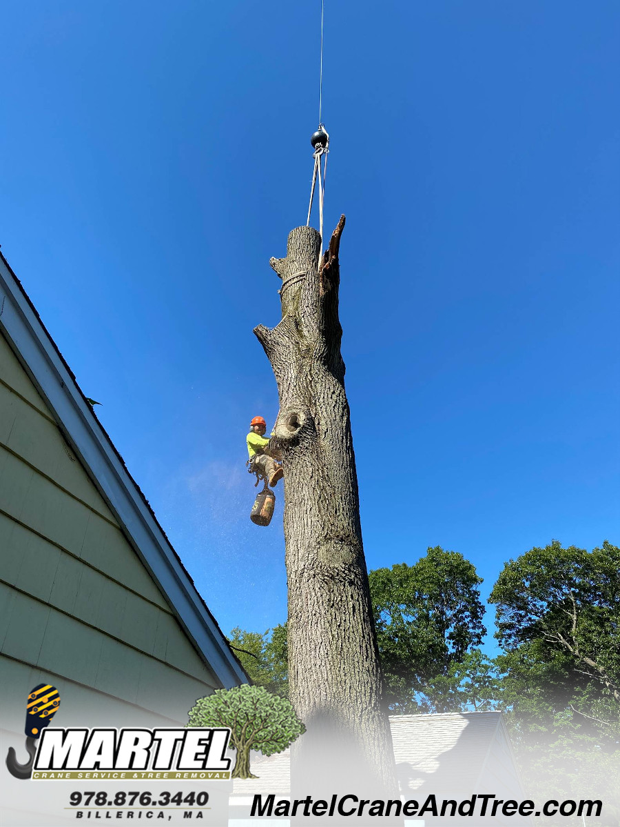 Tree Service and Removal in Wakefield, MA.