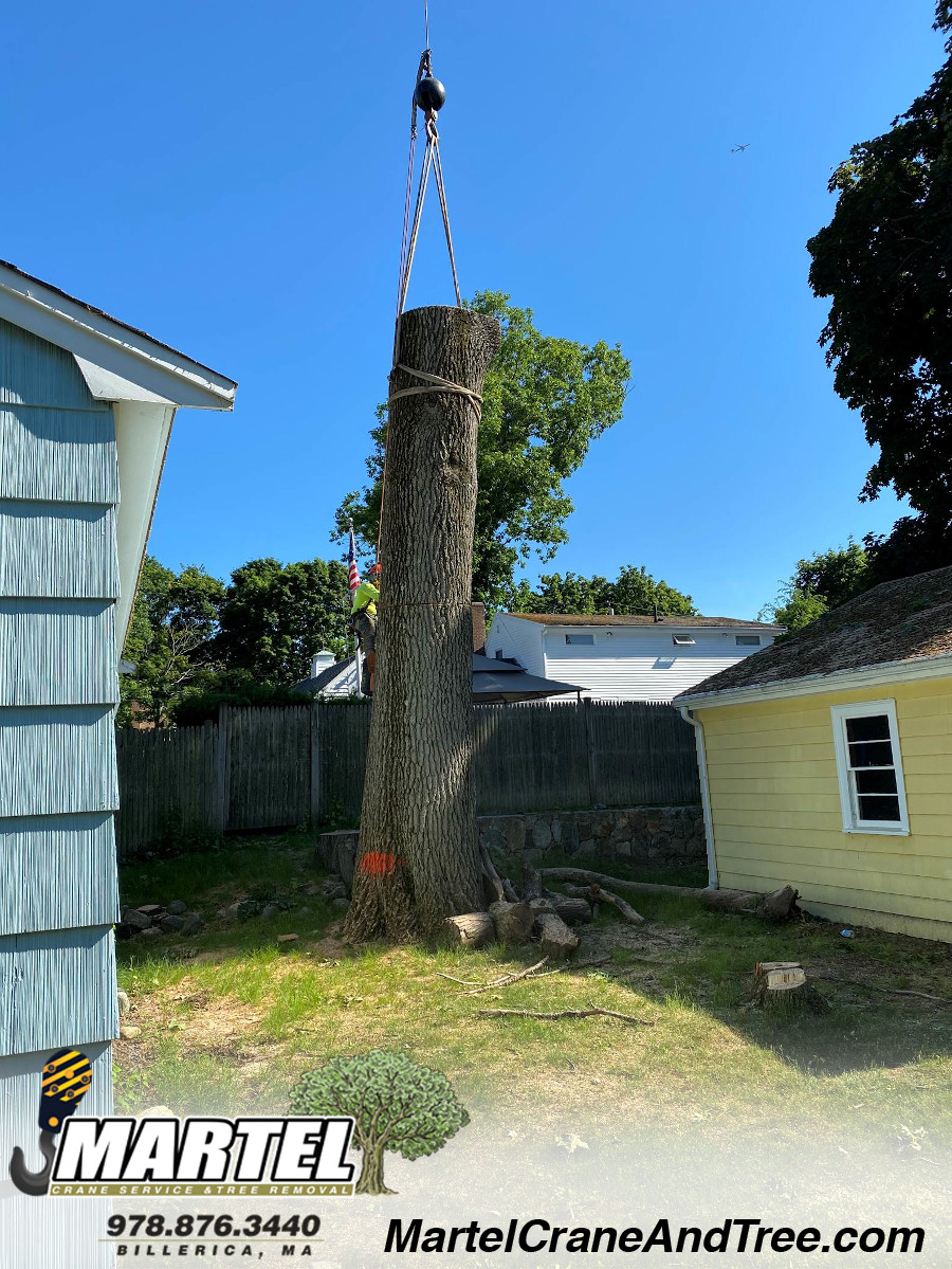 Tree Removal / Tree Service / Crane Service in Chelmsford, MA.