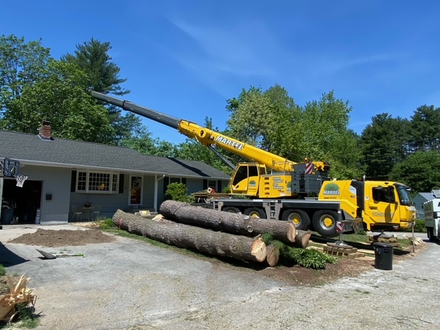 Tree Removal Service in Chelmsford, MA