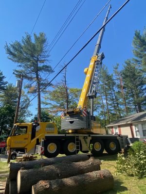 Tree Removal and Tree Service in Burlington, MA