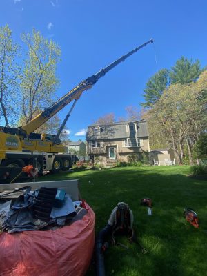 Tree Removal in Wilmington, MA.