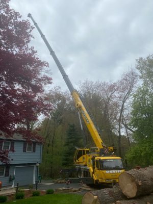 Tree Removal and Crane Service in Billerica, MA.