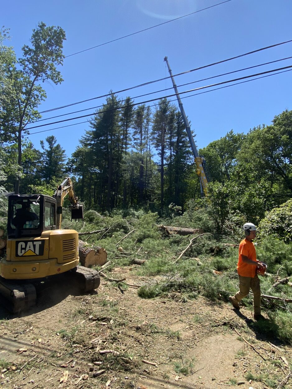 We removed over 50 pines to create space for the lawn in Chelmsford, MA.