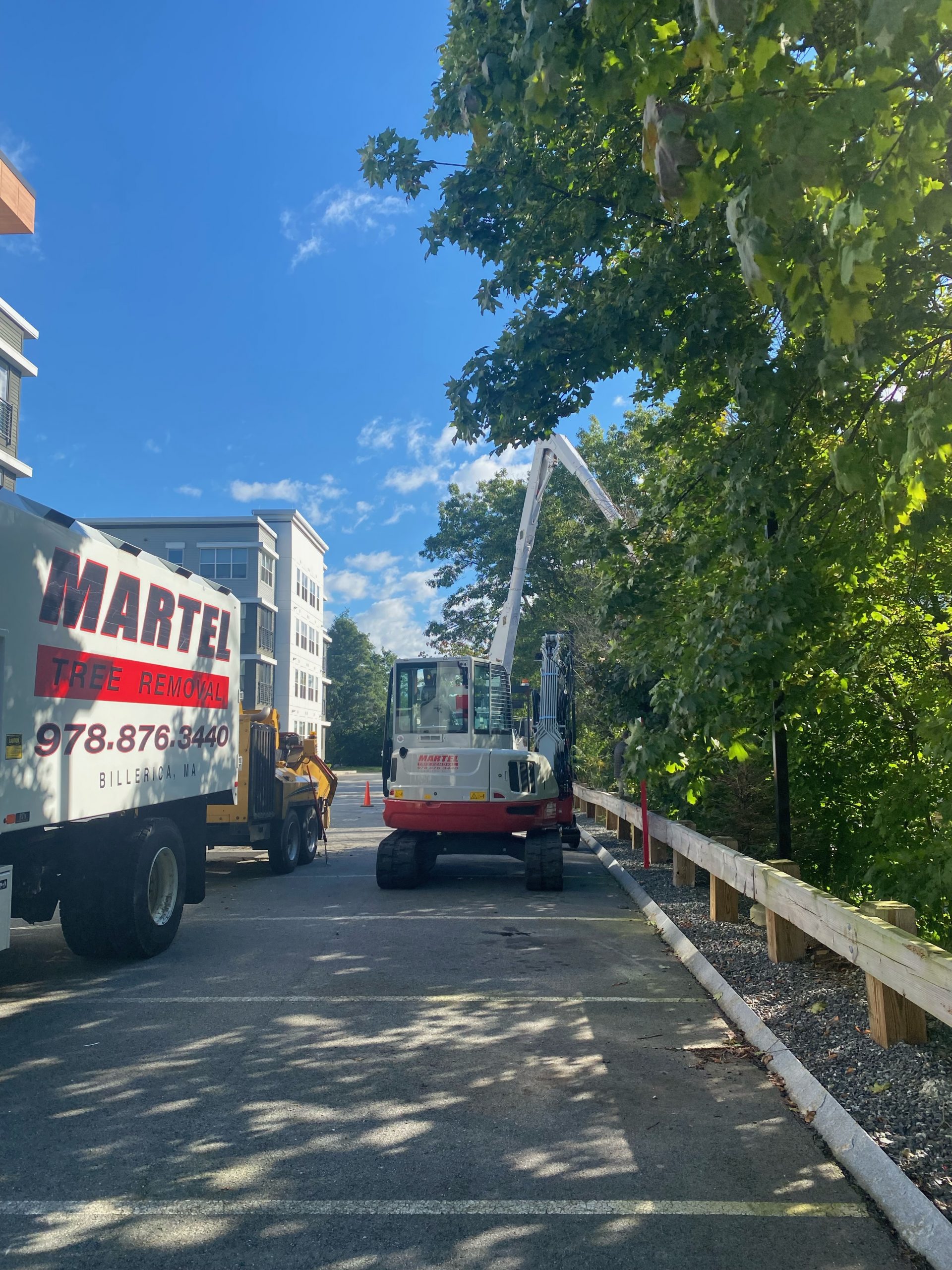 Commercial Tree Removal and Tree Service in Burlington, MA.